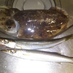 用宗漁港　コウイカ２匹とカマス２匹